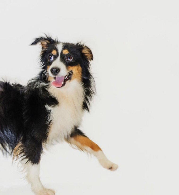 Enlarge Dallas, a Adoptable Australian Shepherd in York, SC image 1/1