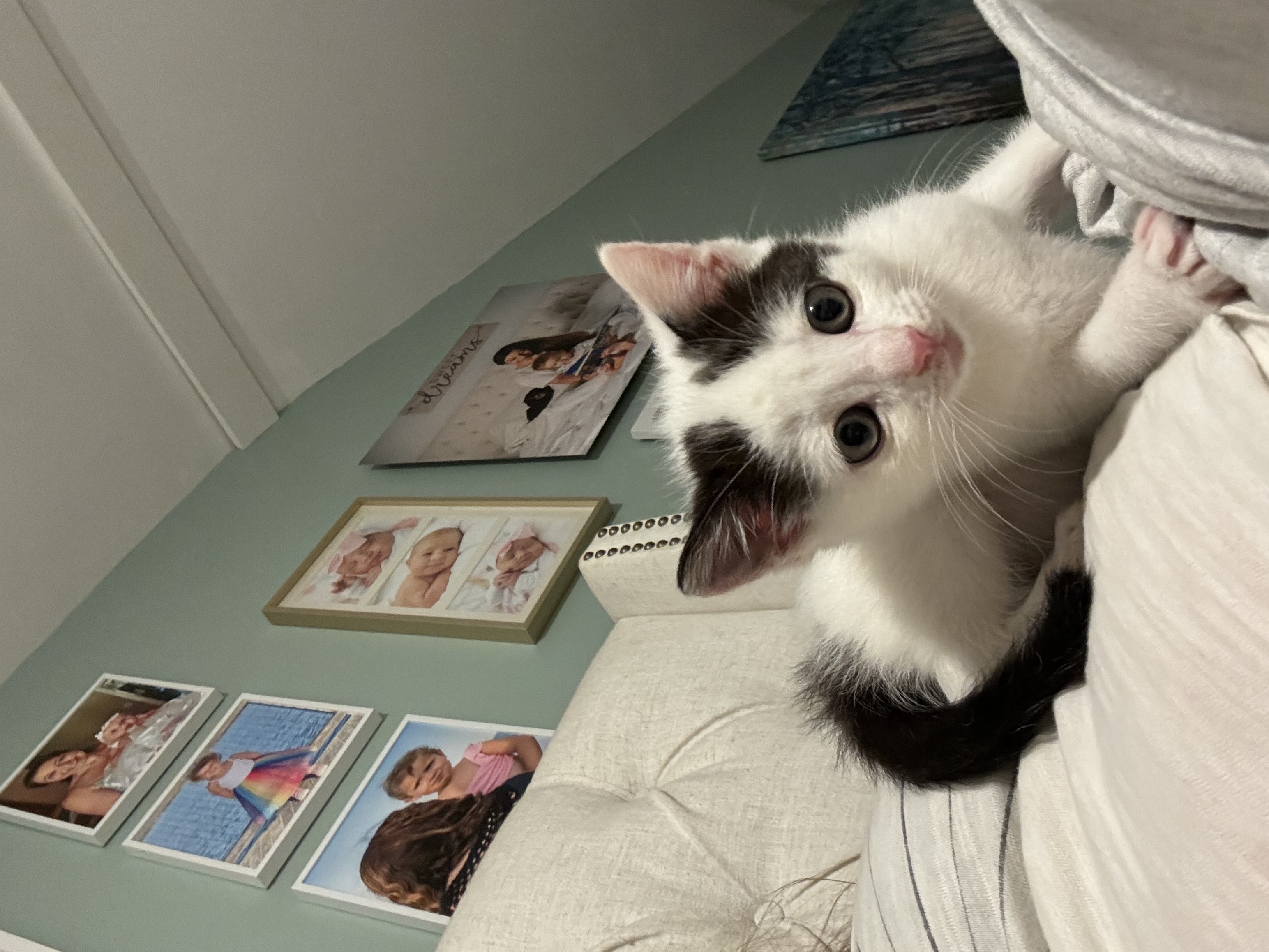 Meg, Adopted, Kitten Female Domestic Short Hair.