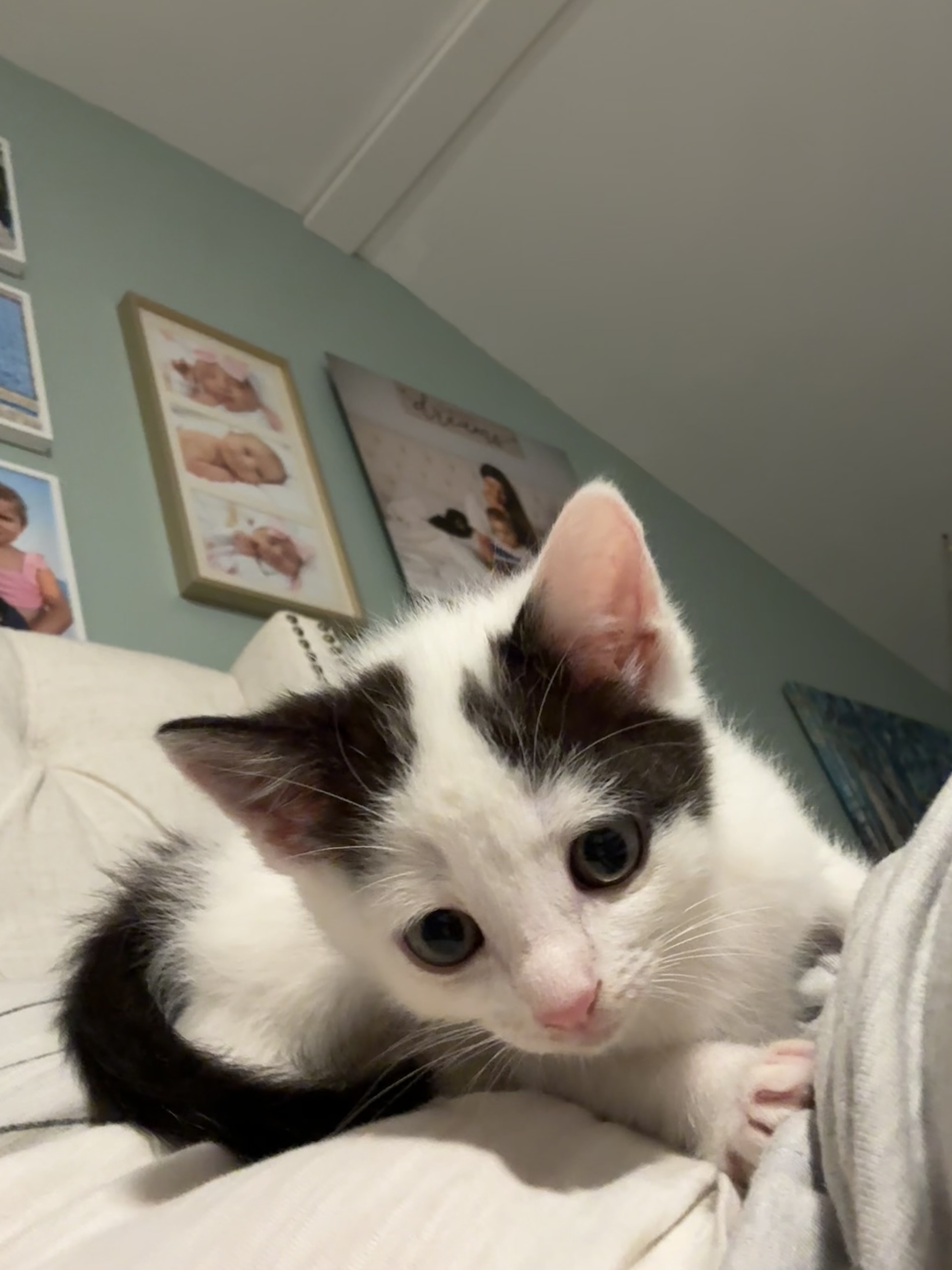 Enlarge Meg, a Adopted Domestic Short Hair in Long Valley, NJ image 2/3