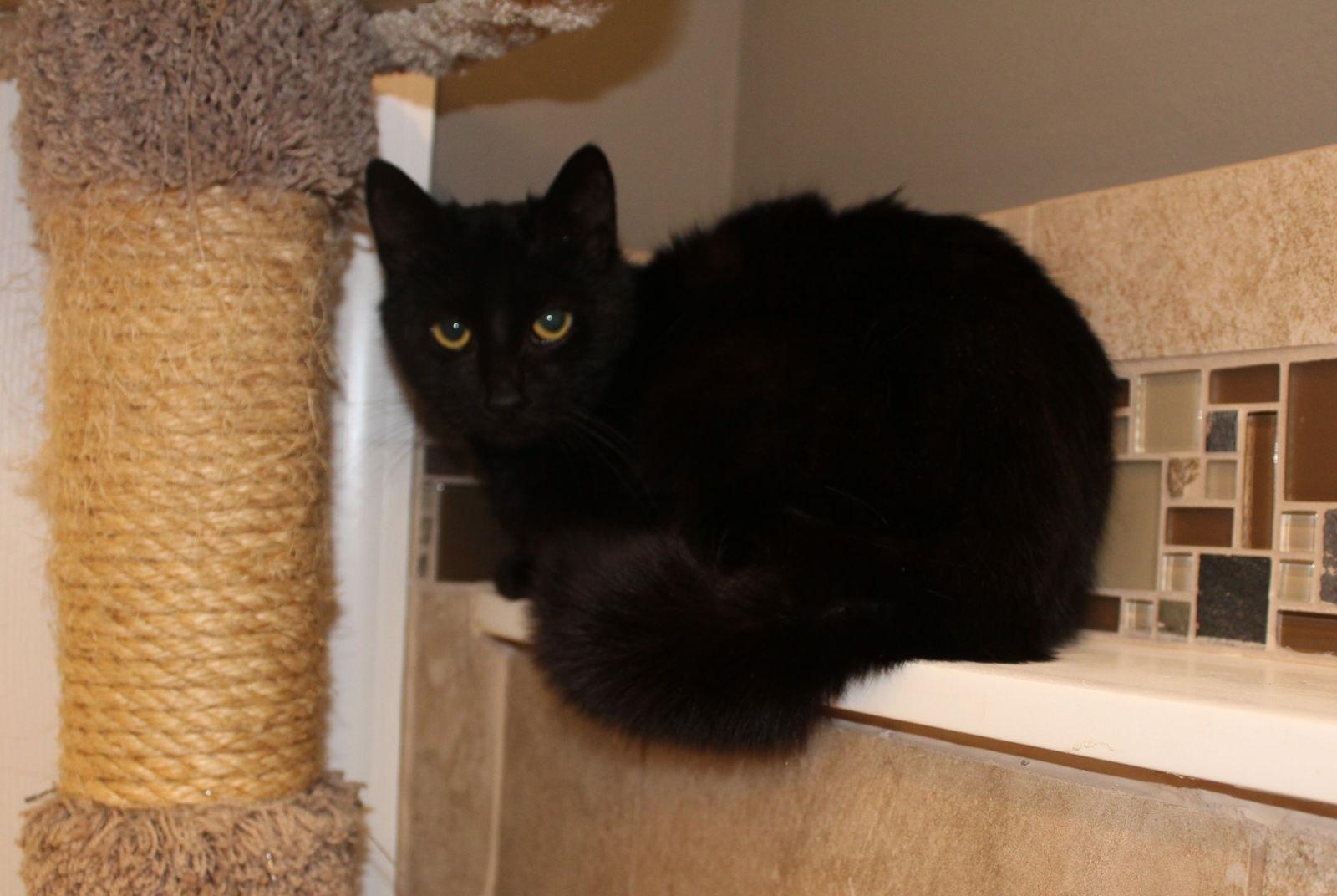 Enlarge Smooch, a Adoptable mixed breed in Ringwood, NJ image 1/2