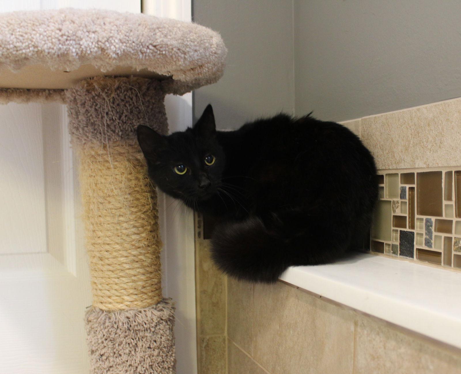 Enlarge Smooch, a Adoptable mixed breed in Ringwood, NJ image 2/2