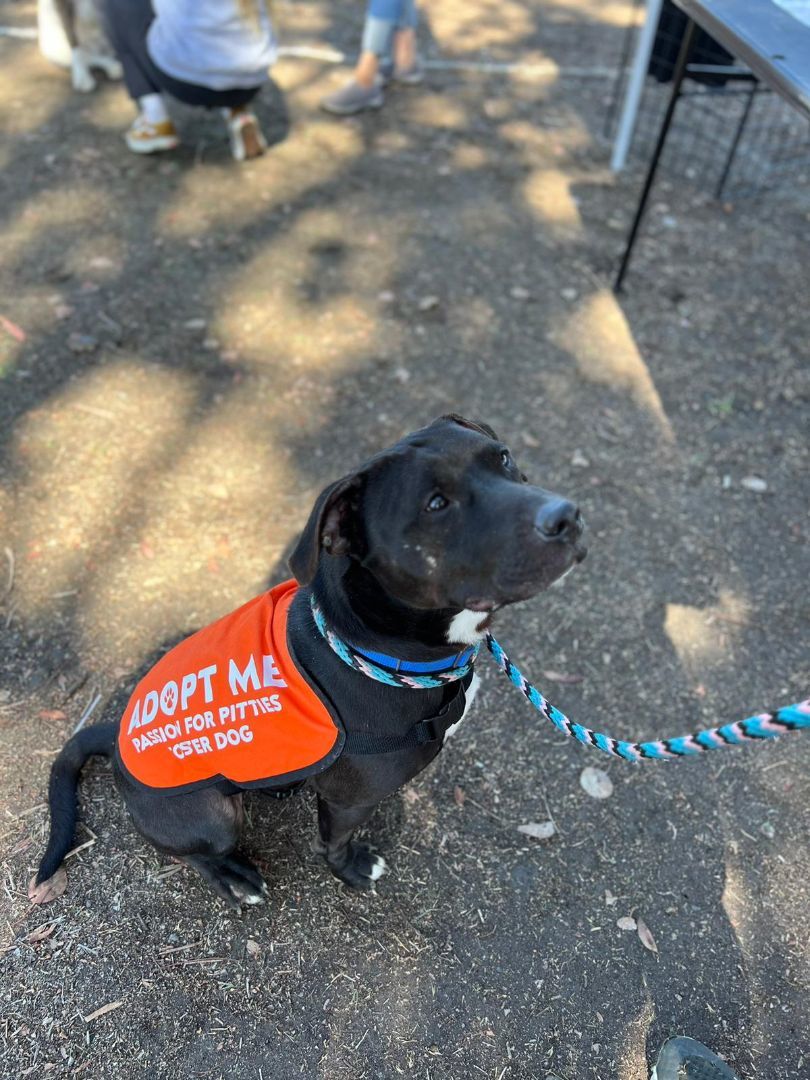 Igor, a Adoptable mixed breed in San Diego, CA image 1/5