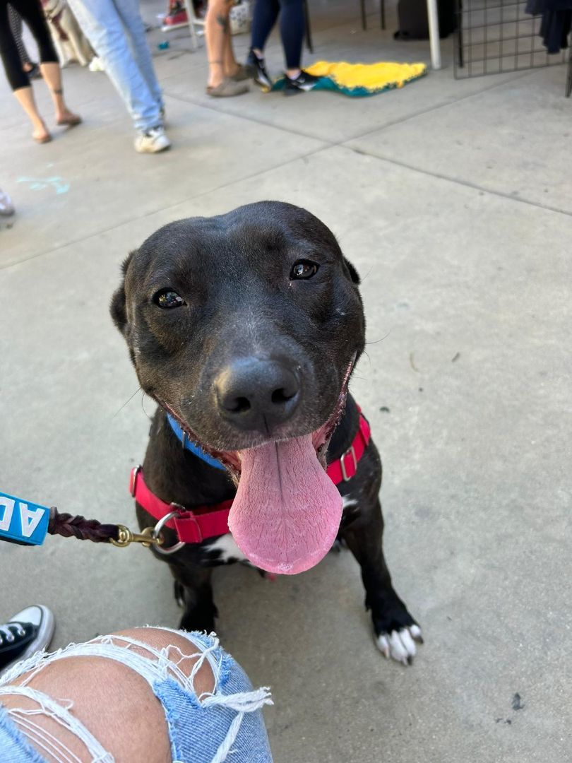 Igor, a Adoptable mixed breed in San Diego, CA image 4/5
