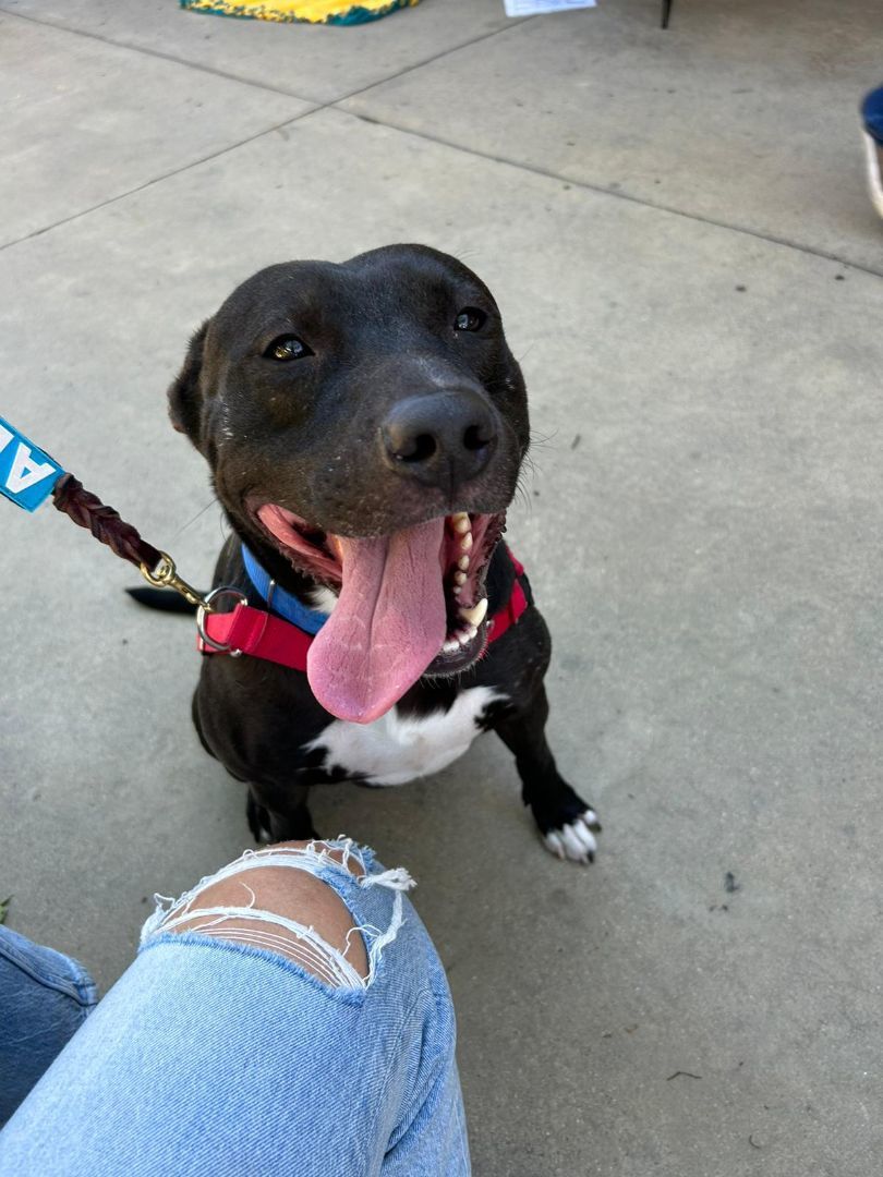 Igor, a Adoptable mixed breed in San Diego, CA image 5/5
