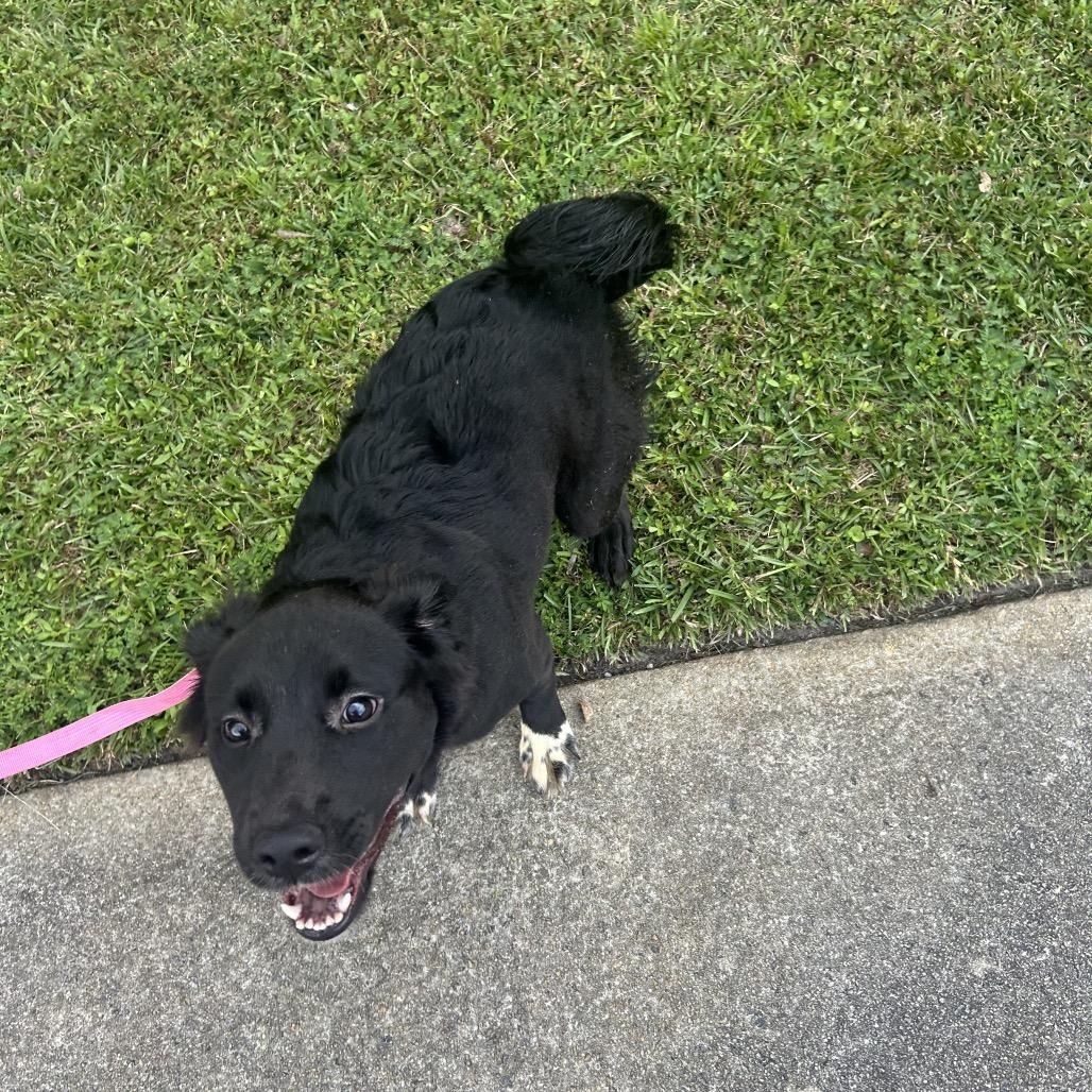 Penelope Solis, Adoptable, Young Female Labrador Retriever.