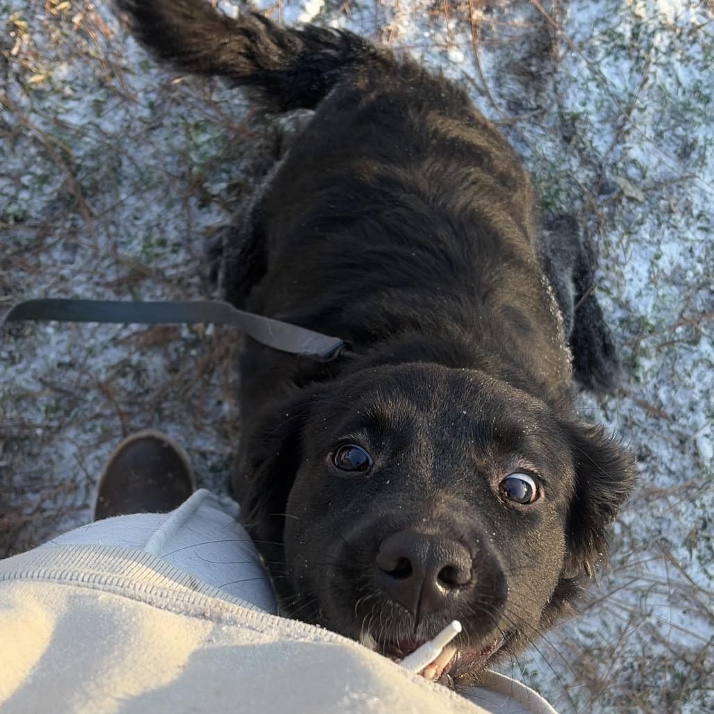 Enlarge Penelope Solis, a Adoptable Labrador Retriever in Savannah, GA image 4/6