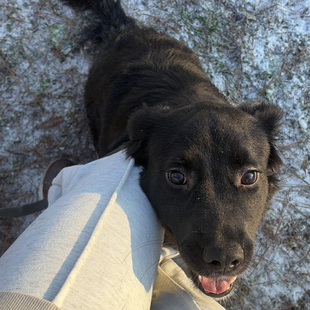 Enlarge Penelope Solis, a Adoptable Labrador Retriever in Savannah, GA image 6/6