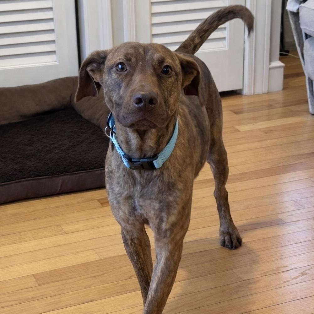 Cypress Woods, Adoptable, Adult Male Hound.