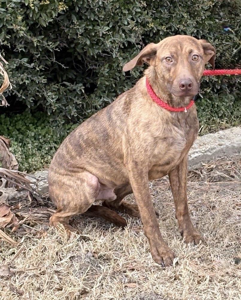 Enlarge Cypress Woods, a Adoptable mixed breed in Boston, MA image 2/6