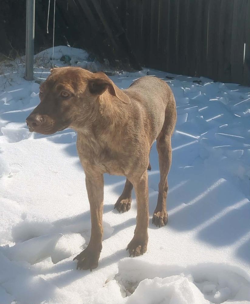 Enlarge Cypress Woods, a Adoptable mixed breed in Boston, MA image 3/6