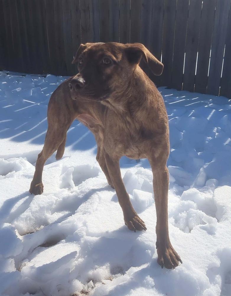 Enlarge Cypress Woods, a Adoptable mixed breed in Boston, MA image 4/6