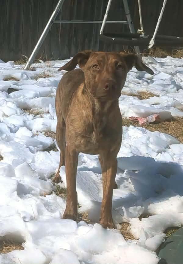 Enlarge Cypress Woods, a Adoptable mixed breed in Boston, MA image 5/6