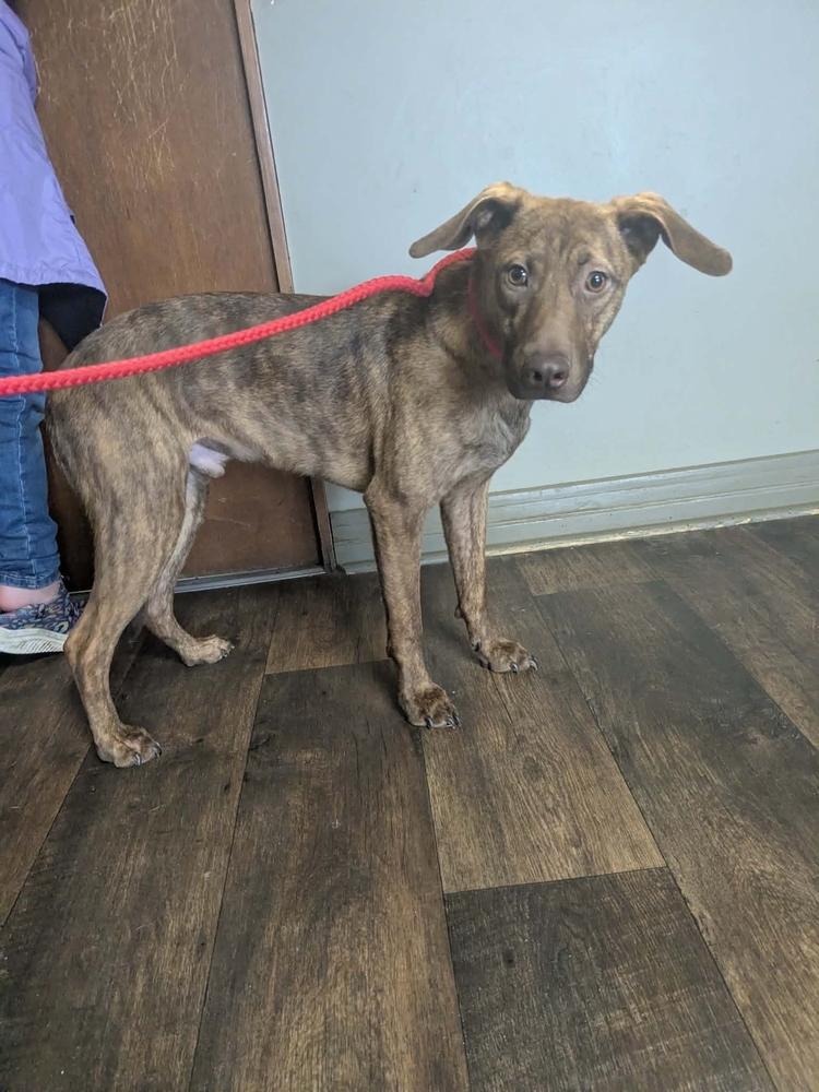 Enlarge Cypress Woods, a Adoptable mixed breed in Boston, MA image 6/6