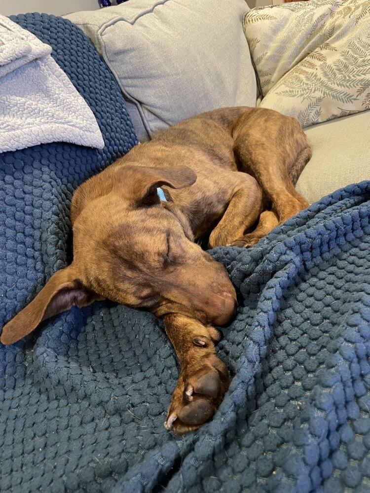 Enlarge Cypress Woods, a Adoptable mixed breed in Boston, MA image 5/6