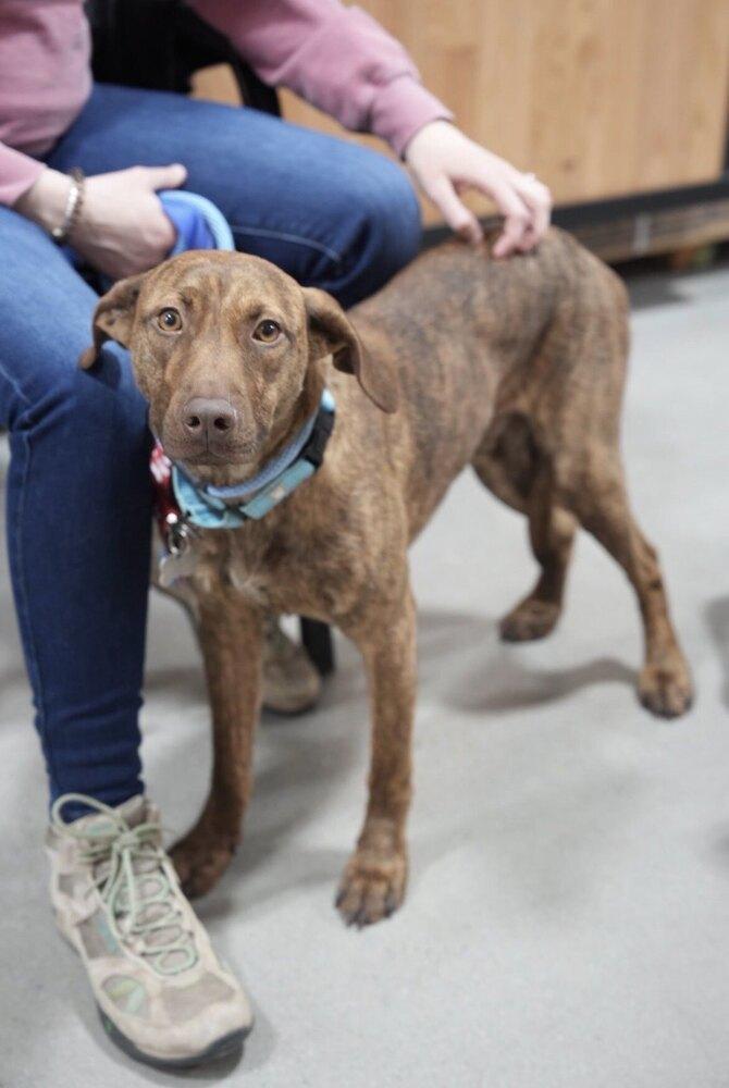 Enlarge Cypress Woods, a Adoptable mixed breed in Boston, MA image 6/6