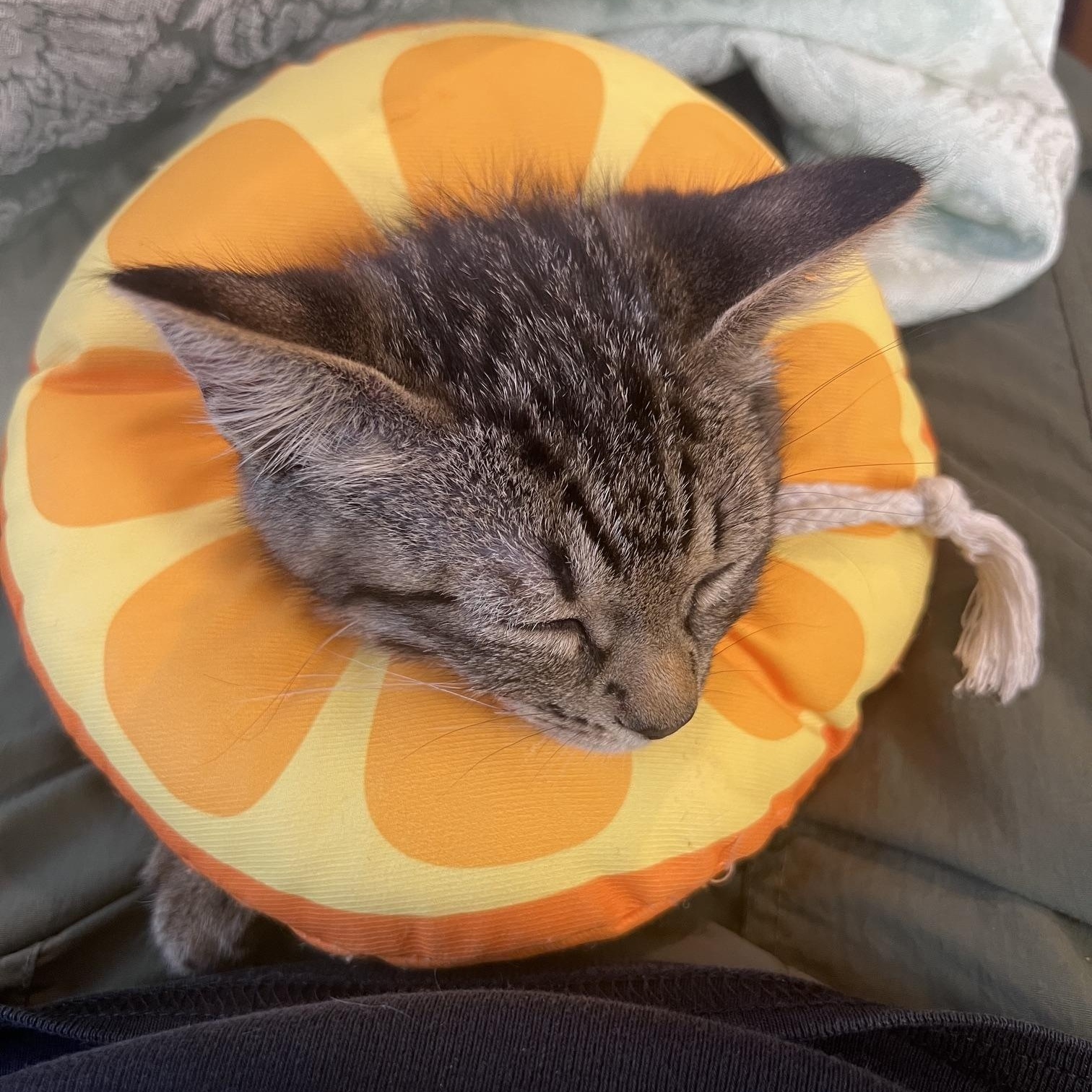Enlarge One Fish and Two Fish, a Adoptable Domestic Short Hair in Snoqualmie, WA image 3/5