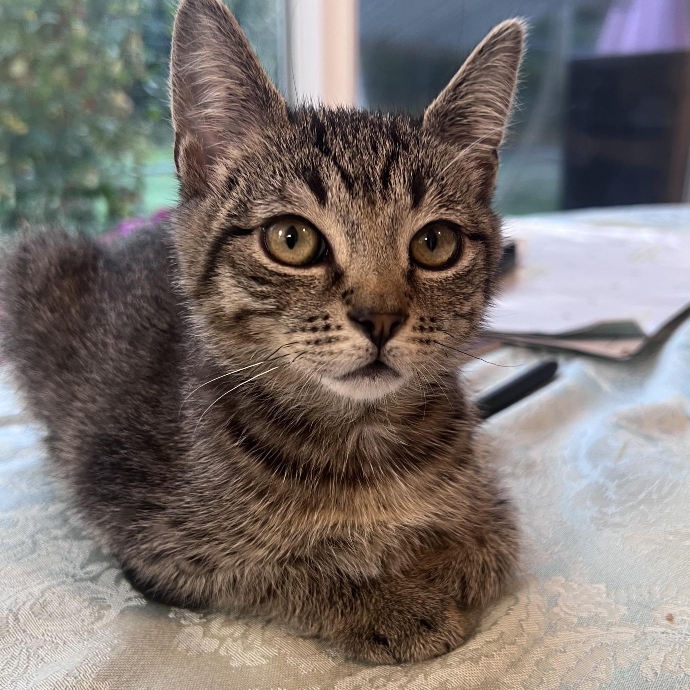 Enlarge One Fish and Two Fish, a Adoptable Domestic Short Hair in Snoqualmie, WA image 4/5