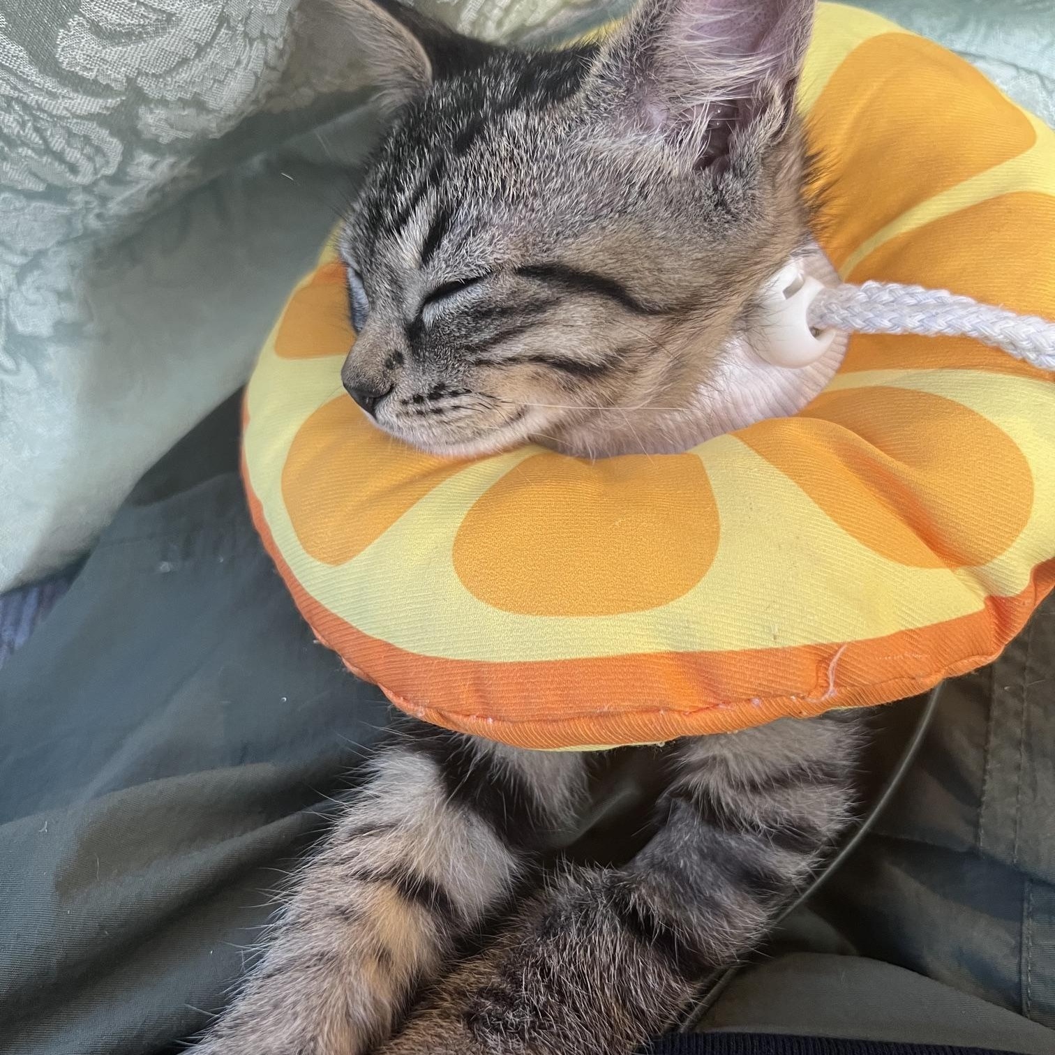 Enlarge One Fish and Two Fish, a Adoptable Domestic Short Hair in Snoqualmie, WA image 5/5