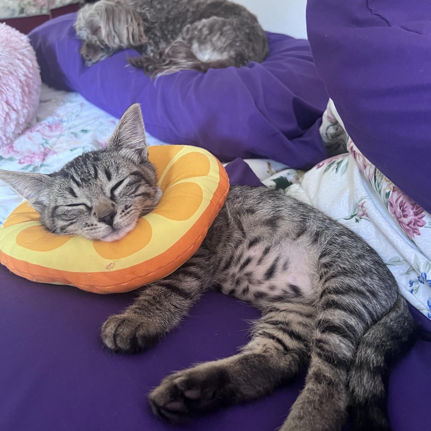 Enlarge One Fish and Two Fish, a Adoptable Domestic Short Hair in Snoqualmie, WA image 1/5