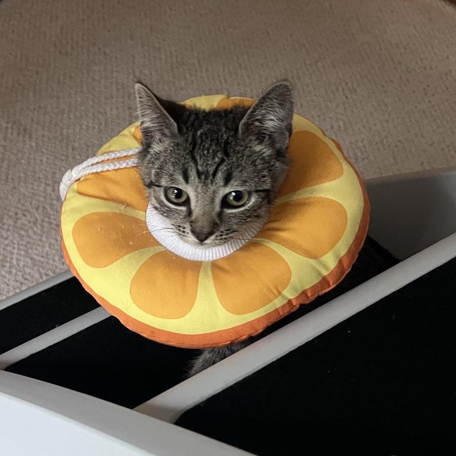 Enlarge One Fish and Two Fish, a Adoptable Domestic Short Hair in Snoqualmie, WA image 2/5
