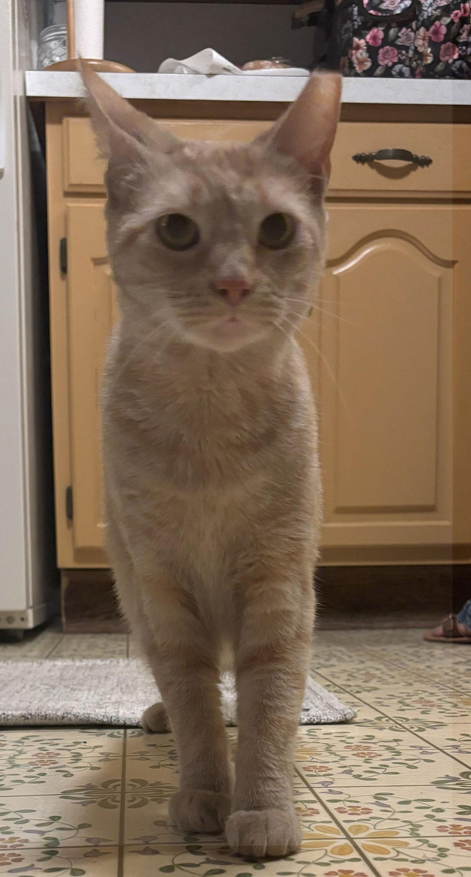 Enlarge $0 ADOPTION FEE!! Cersei (Sassy Orange Female), a Adoptable Domestic Short Hair in Harrisburg, PA image 1/3