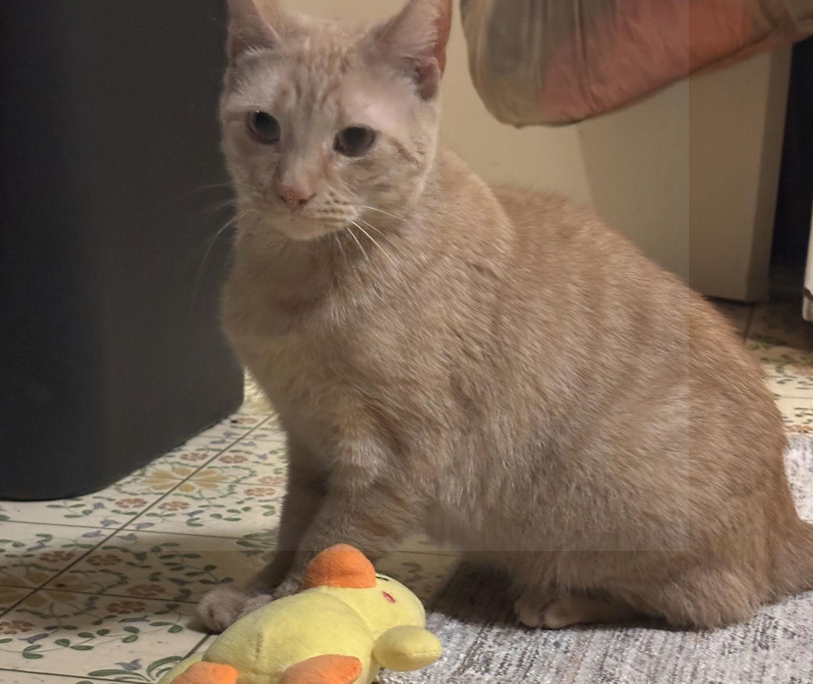 Enlarge $0 ADOPTION FEE!! Cersei (Sassy Orange Female), a Adoptable Domestic Short Hair in Harrisburg, PA image 2/3