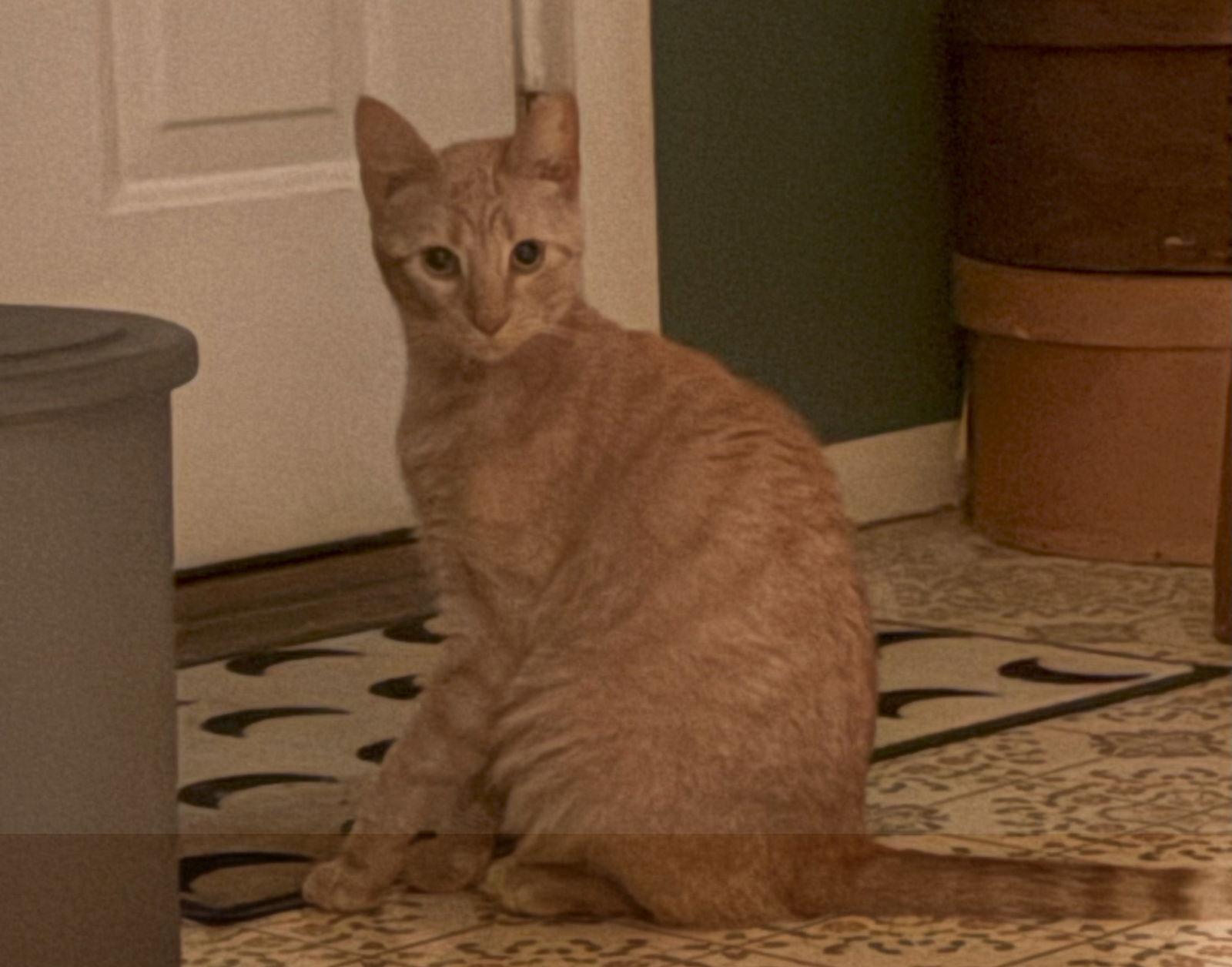 Enlarge $0 ADOPTION FEE!! Cersei (Sassy Orange Female), a Adoptable Domestic Short Hair in Harrisburg, PA image 3/3