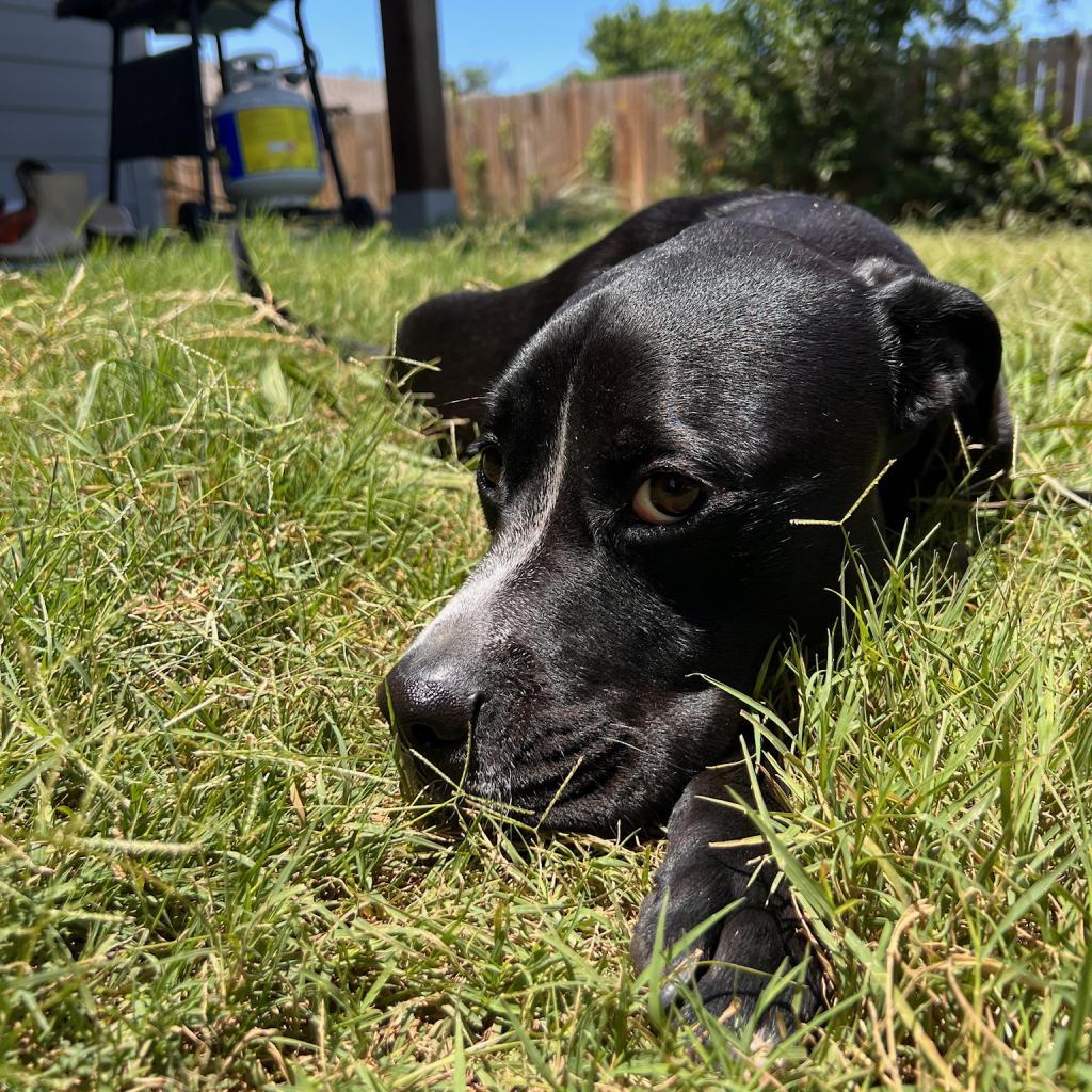 Juni, Adoptable, Adult Female Pit Bull Terrier & Rottweiler.