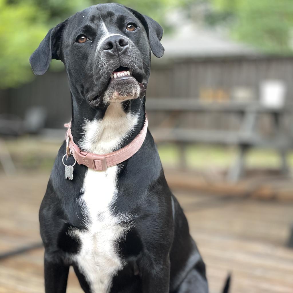 Juni, a Adoptable mixed breed in Dallas, TX image 2/6