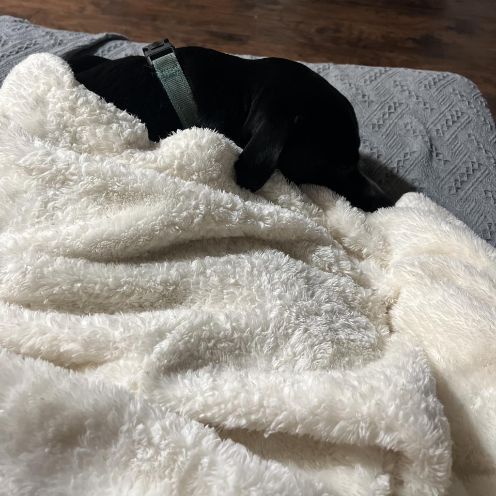 Juni, a Adoptable mixed breed in Dallas, TX image 3/6