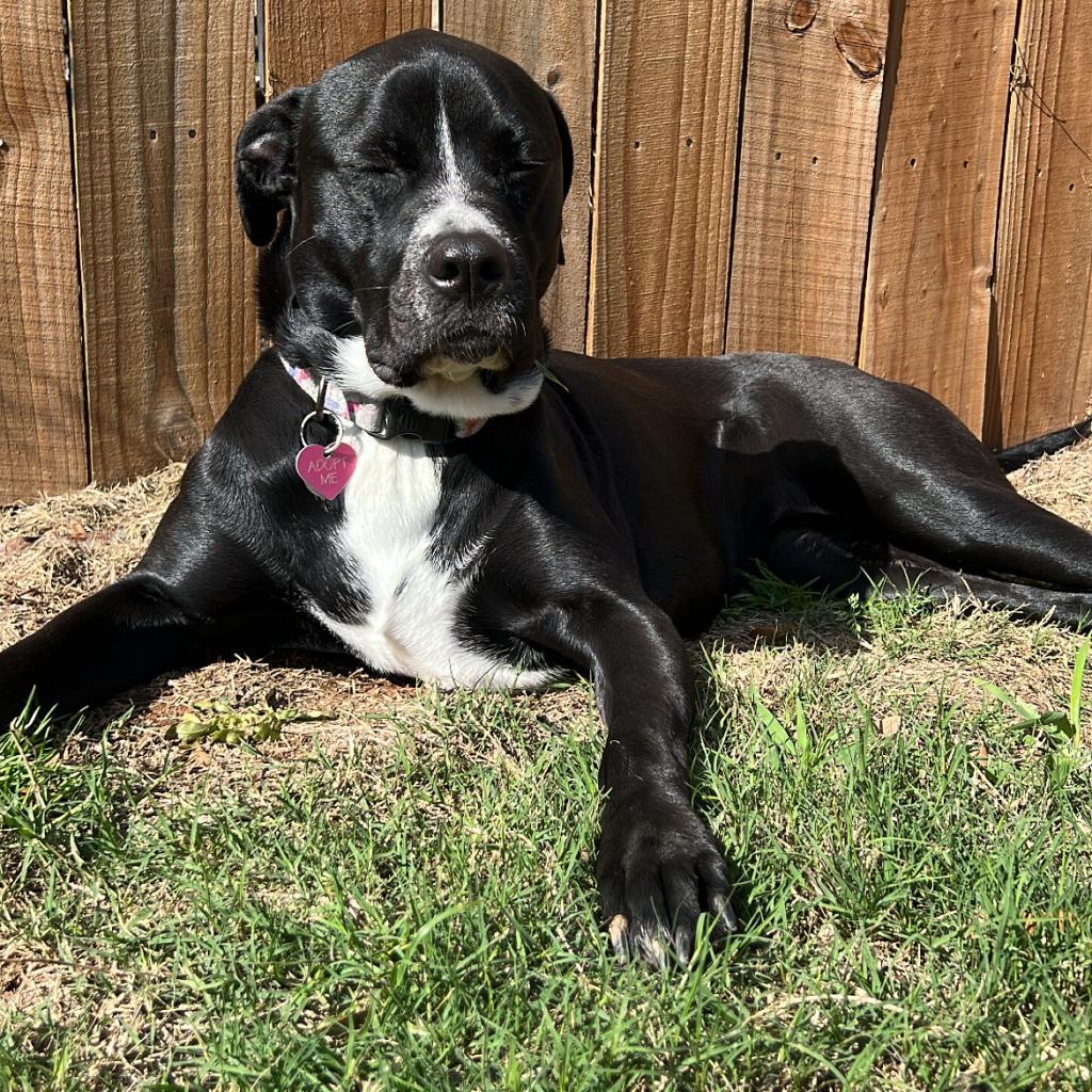 Juni, a Adoptable mixed breed in Dallas, TX image 4/6