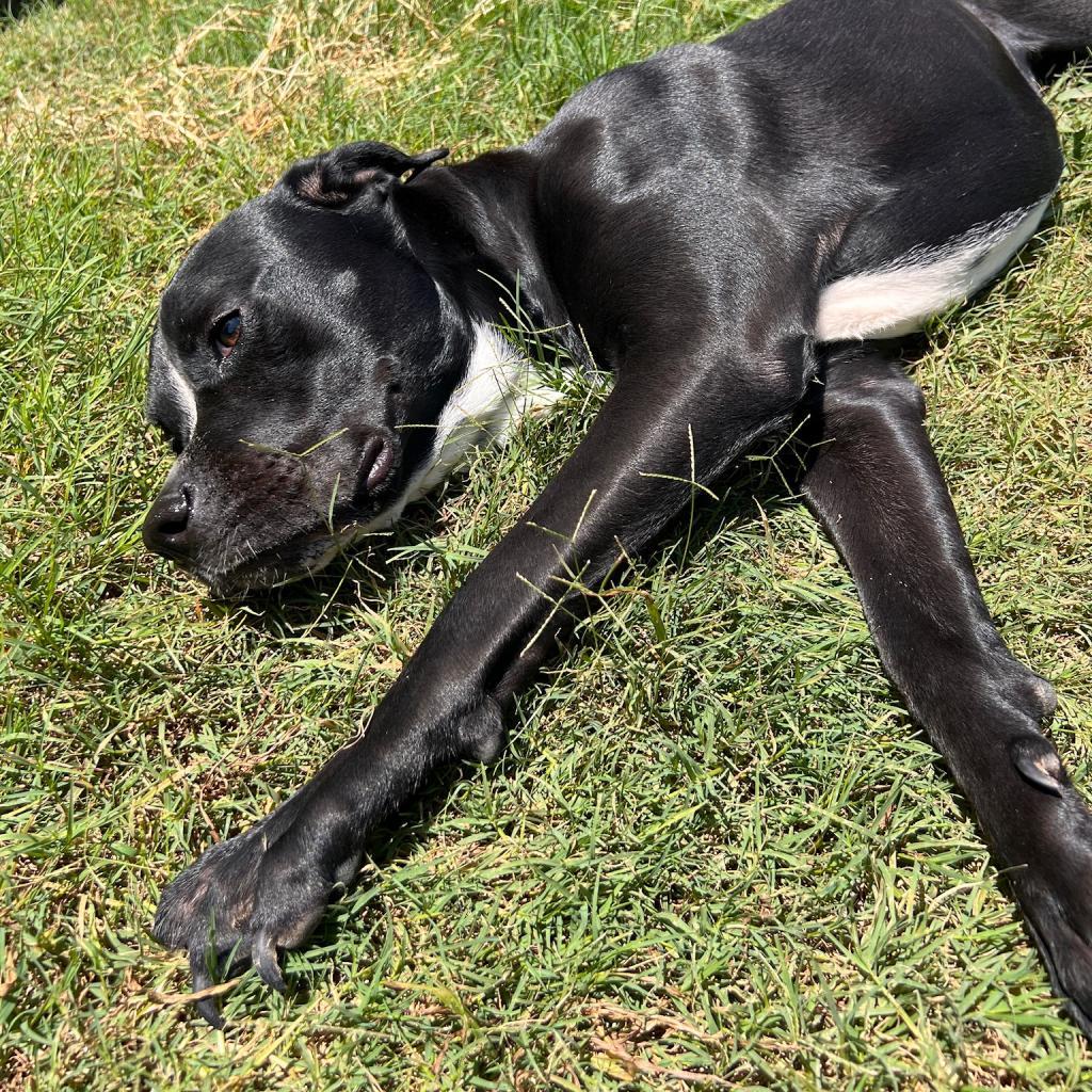 Juni, a Adoptable mixed breed in Dallas, TX image 5/6