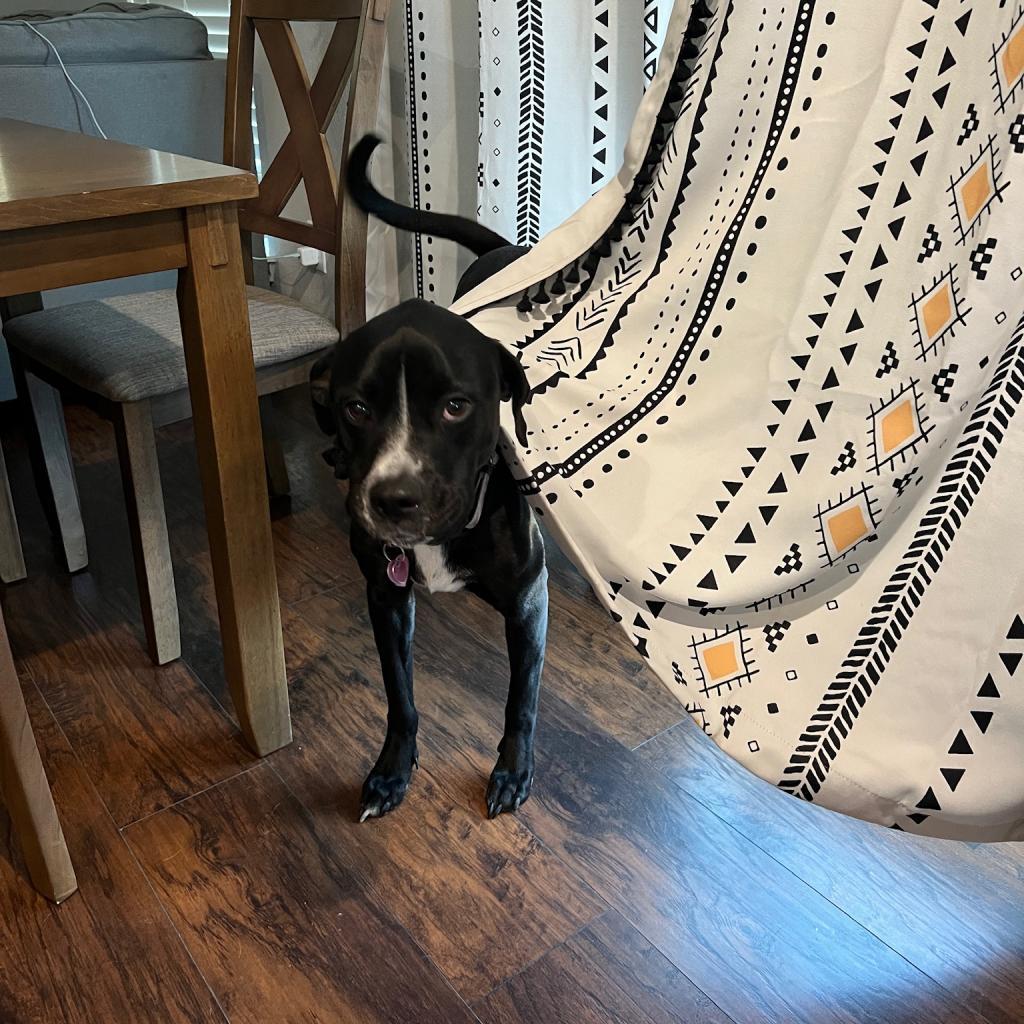 Juni, a Adoptable mixed breed in Dallas, TX image 6/6