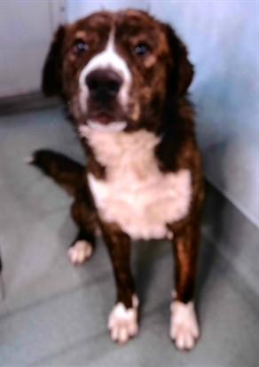 FRODO, Adoptable, Young Male Australian Shepherd & Mixed Breed.