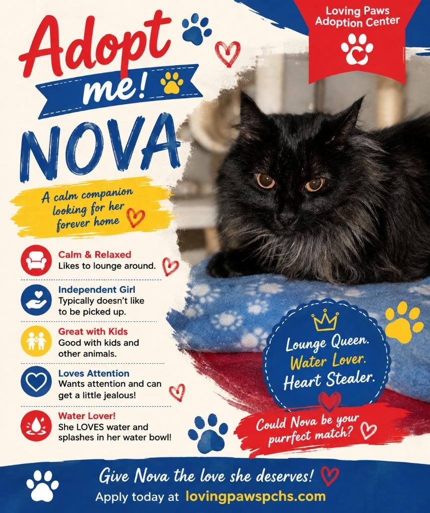 Nova, Adoptable, Kitten Female Domestic Long Hair.