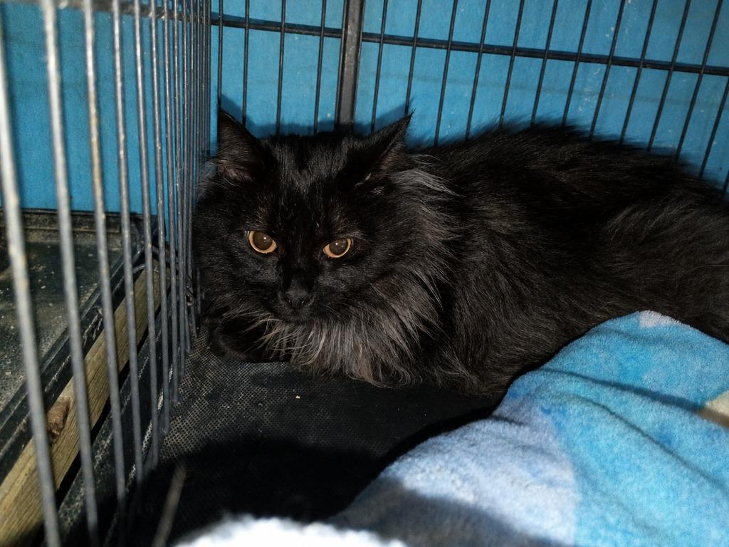 Enlarge Nova, a Adoptable mixed breed in Crocker, MO image 2/2