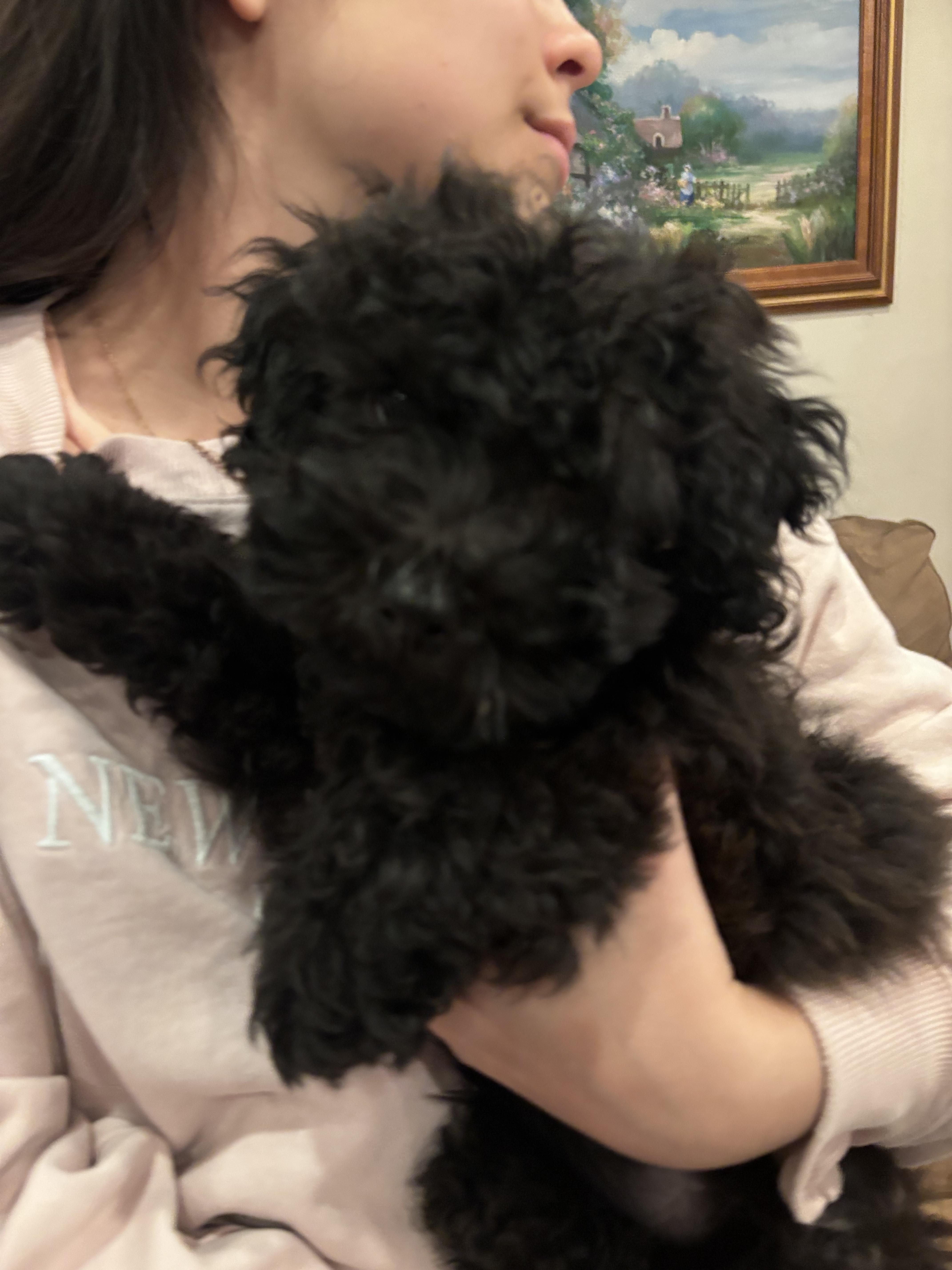 Enlarge Sharpie, a ADOPTABLE Goldendoodle in Corona, CA image 1/3