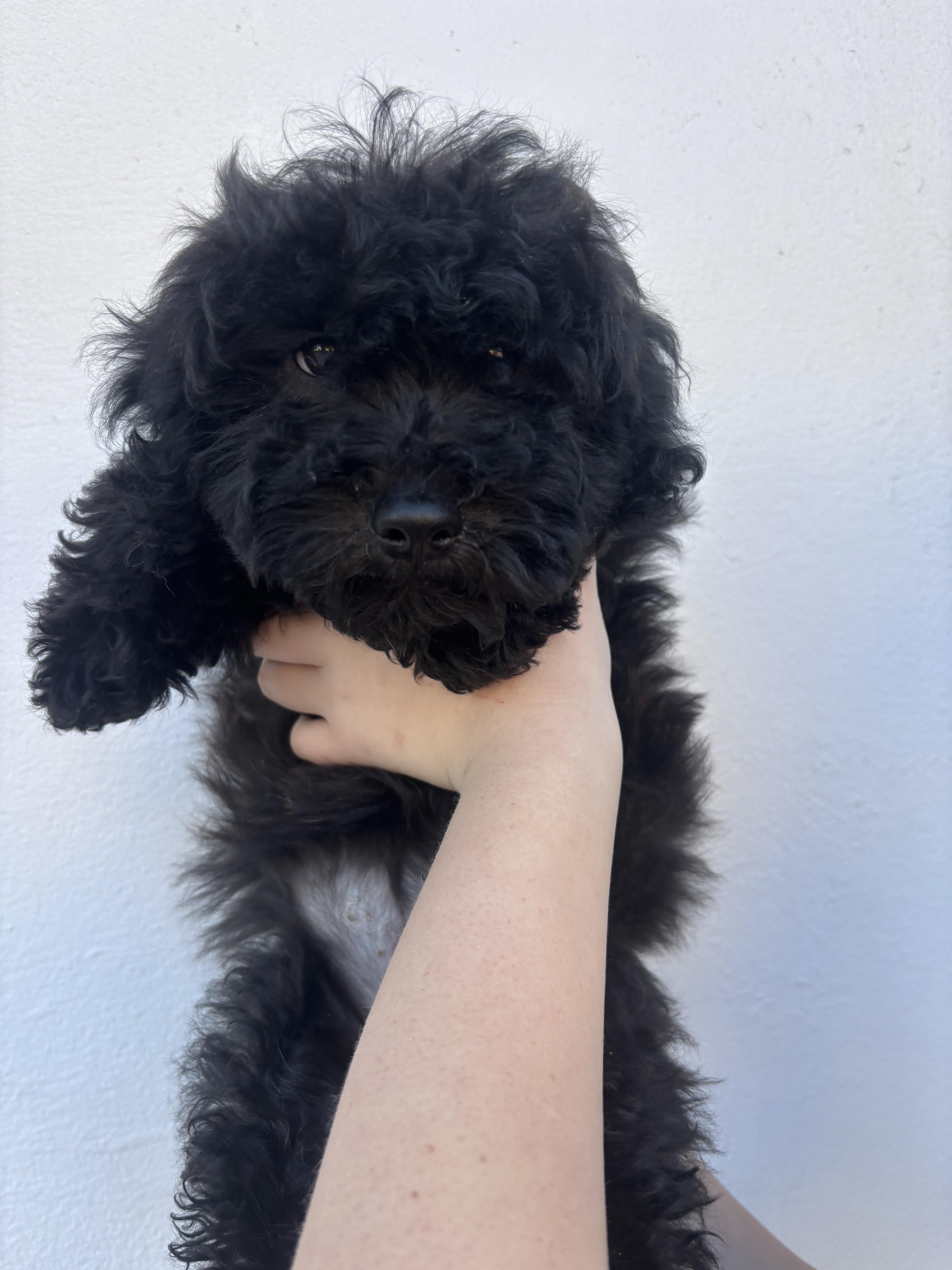 Enlarge Sharpie, a ADOPTABLE Goldendoodle in Corona, CA image 2/3