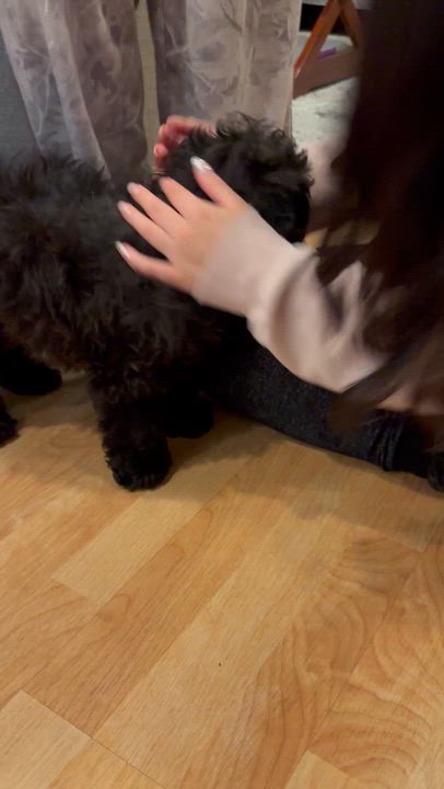 Enlarge Sharpie, a ADOPTABLE Goldendoodle in Corona, CA video 3/3