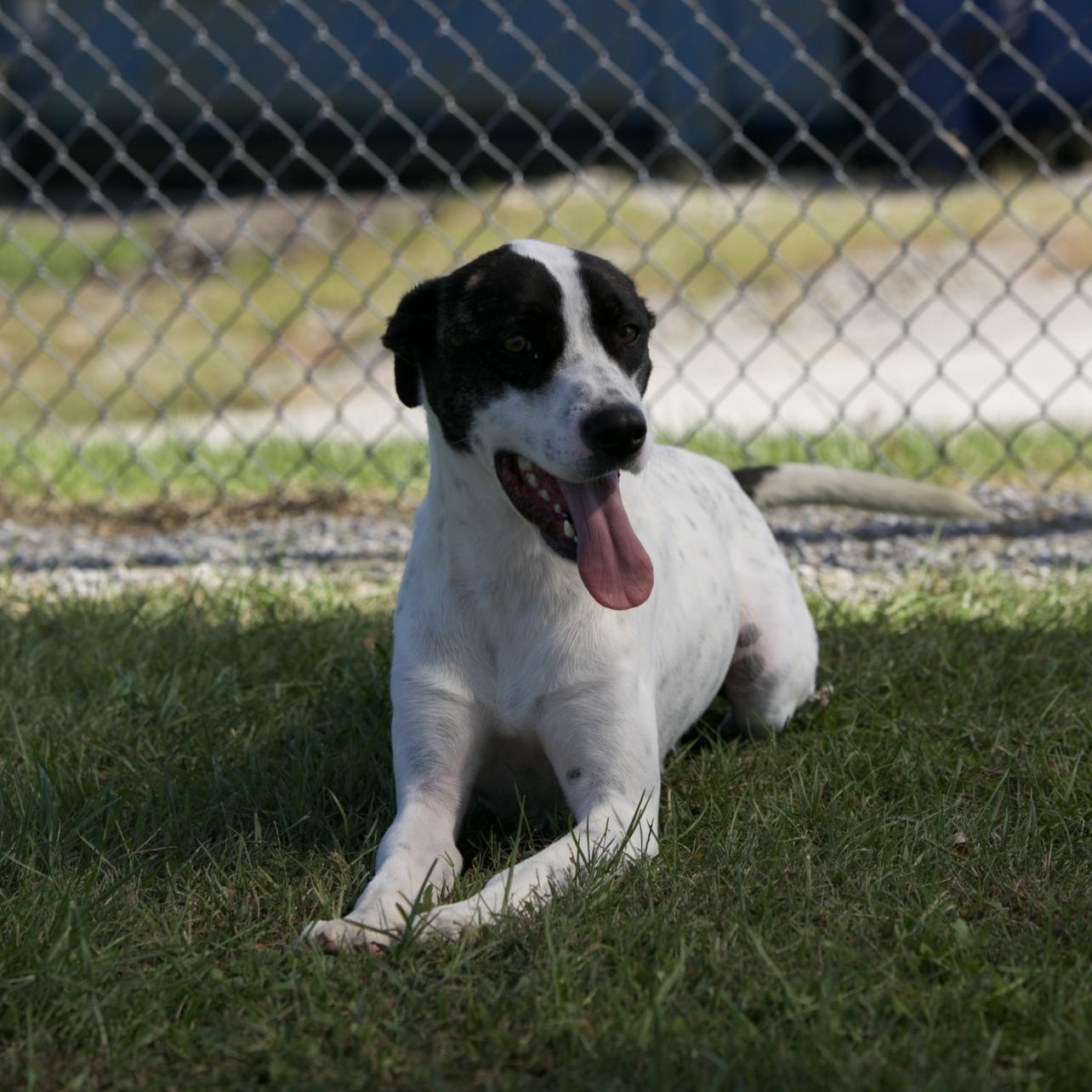 Patches, Adoptable, Adult Male Pointer & Pit Bull Terrier.