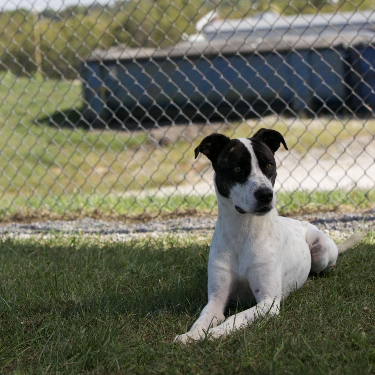 Enlarge Patches, a Adoptable mixed breed in Mount Sterling, KY image 2/4