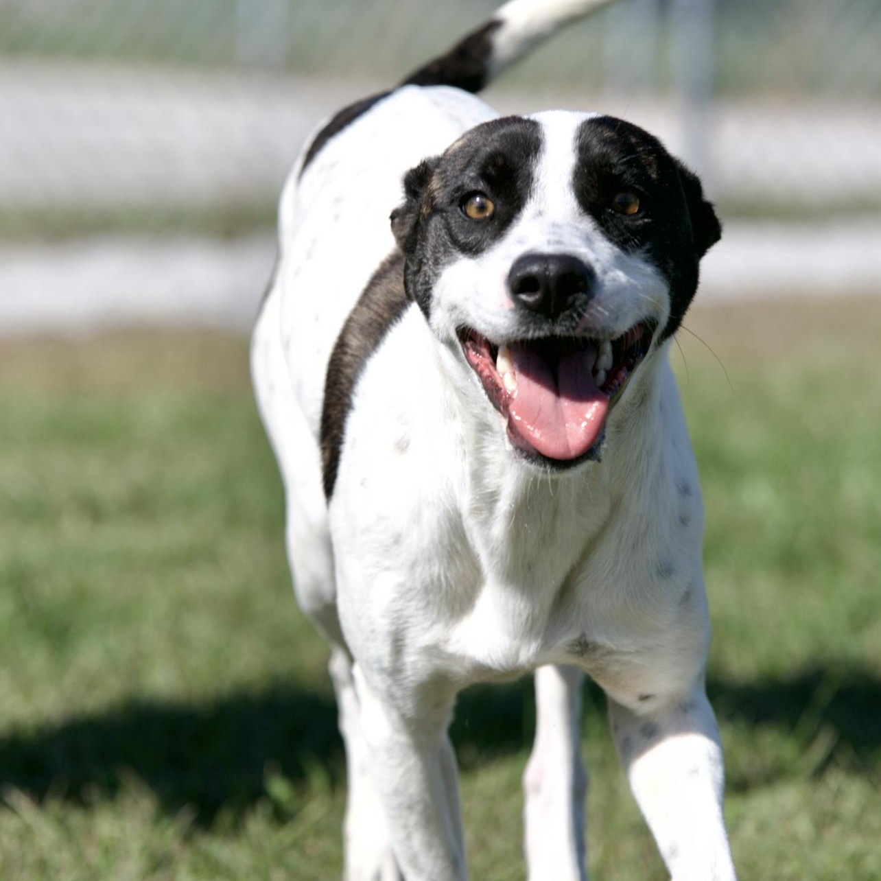 Enlarge Patches, a Adoptable mixed breed in Mount Sterling, KY image 4/4