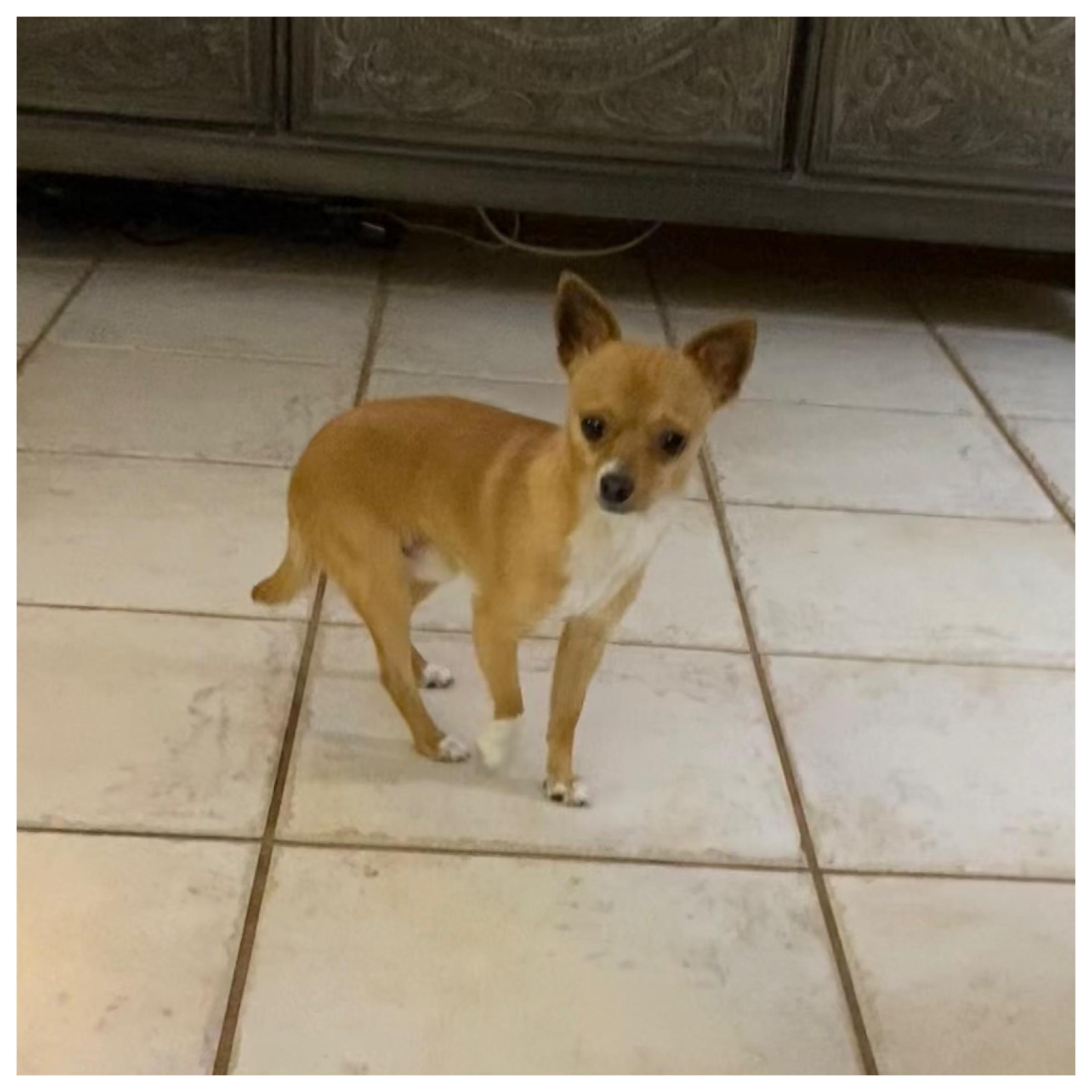 Enlarge Bolillo (Bo), a Adopted Chihuahua in Edmond, OK image 2/2