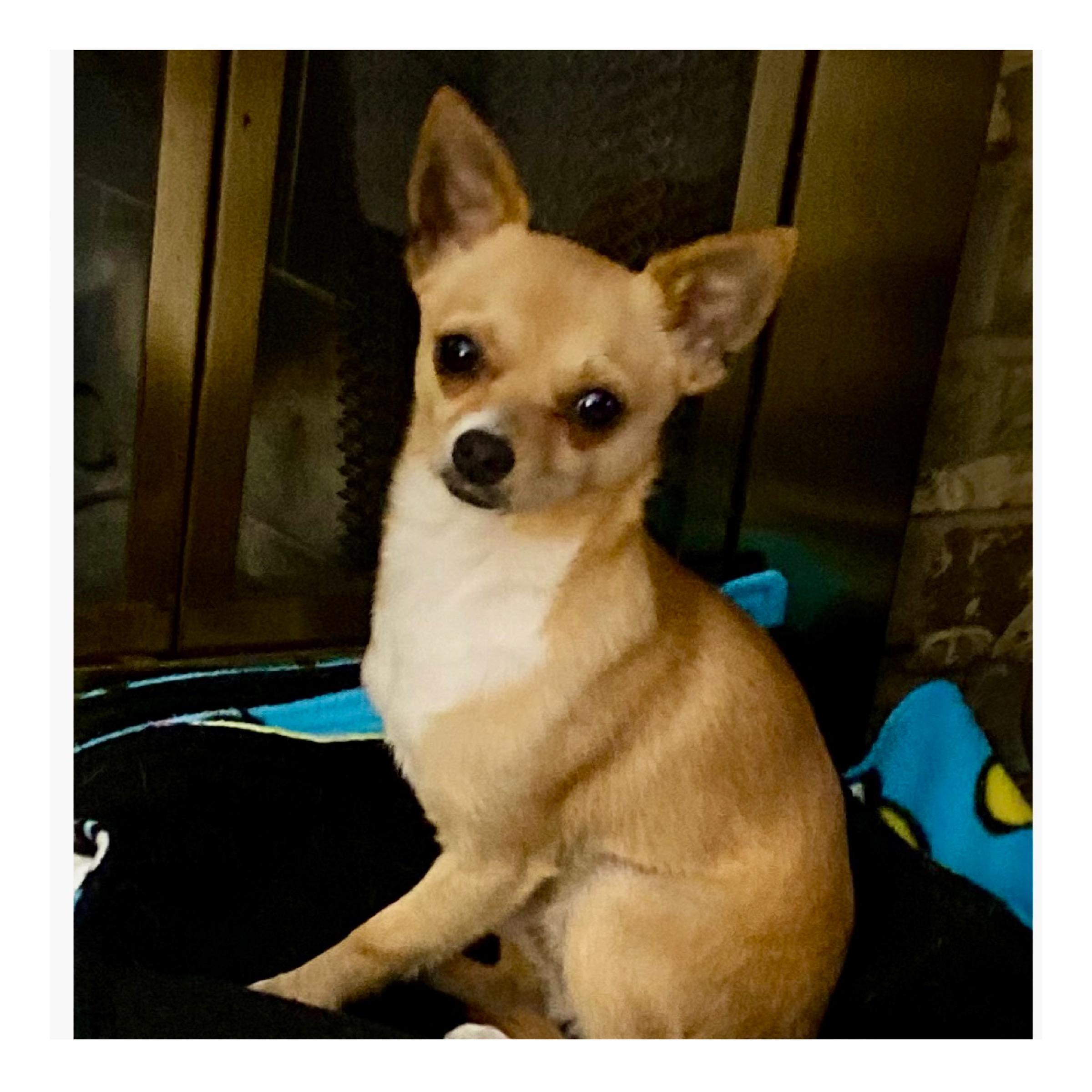 Bolillo (Bo), Adopted, Young Male Chihuahua.