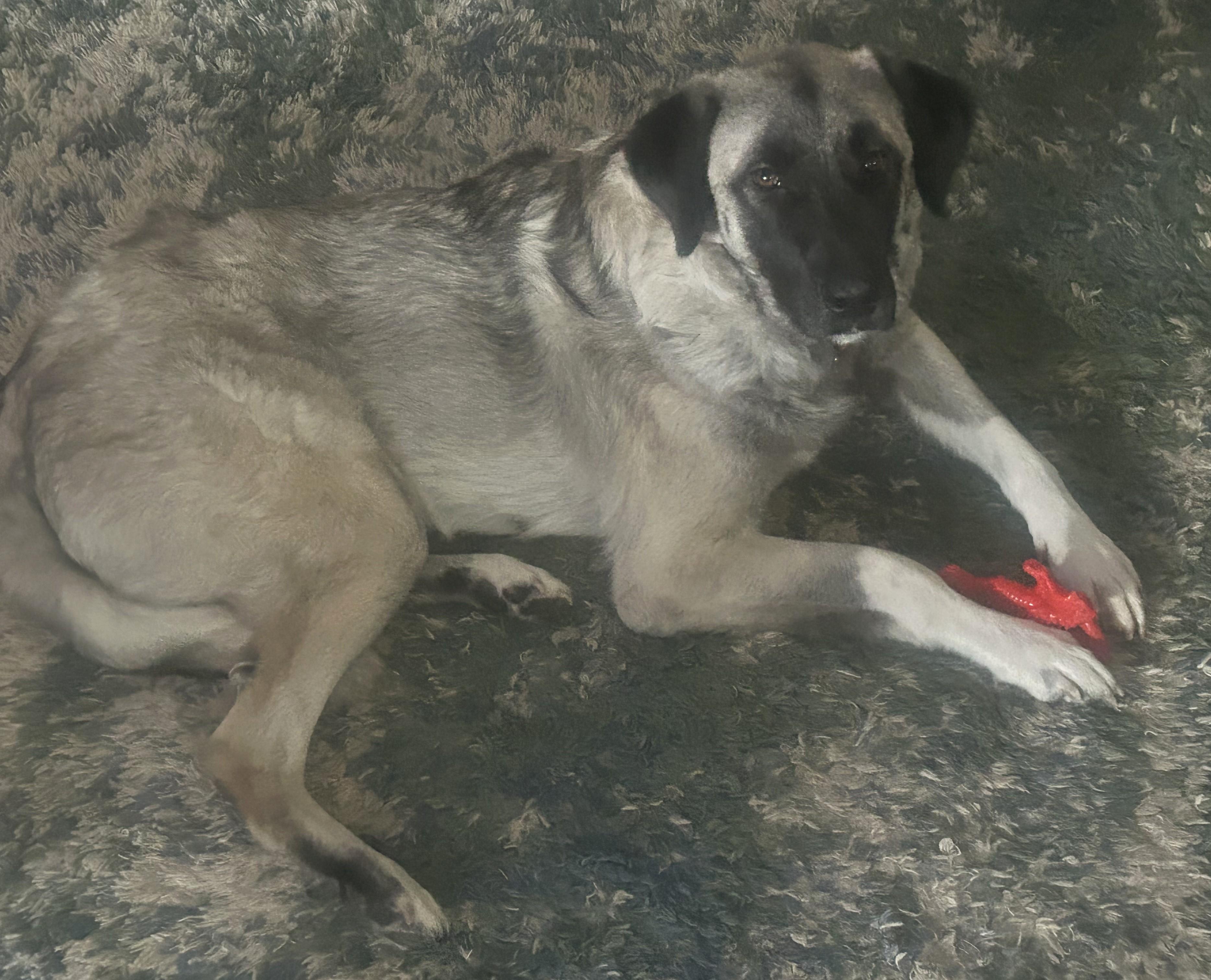 Gracie the Anatolian, Adoptable, Adult Female Anatolian Shepherd.