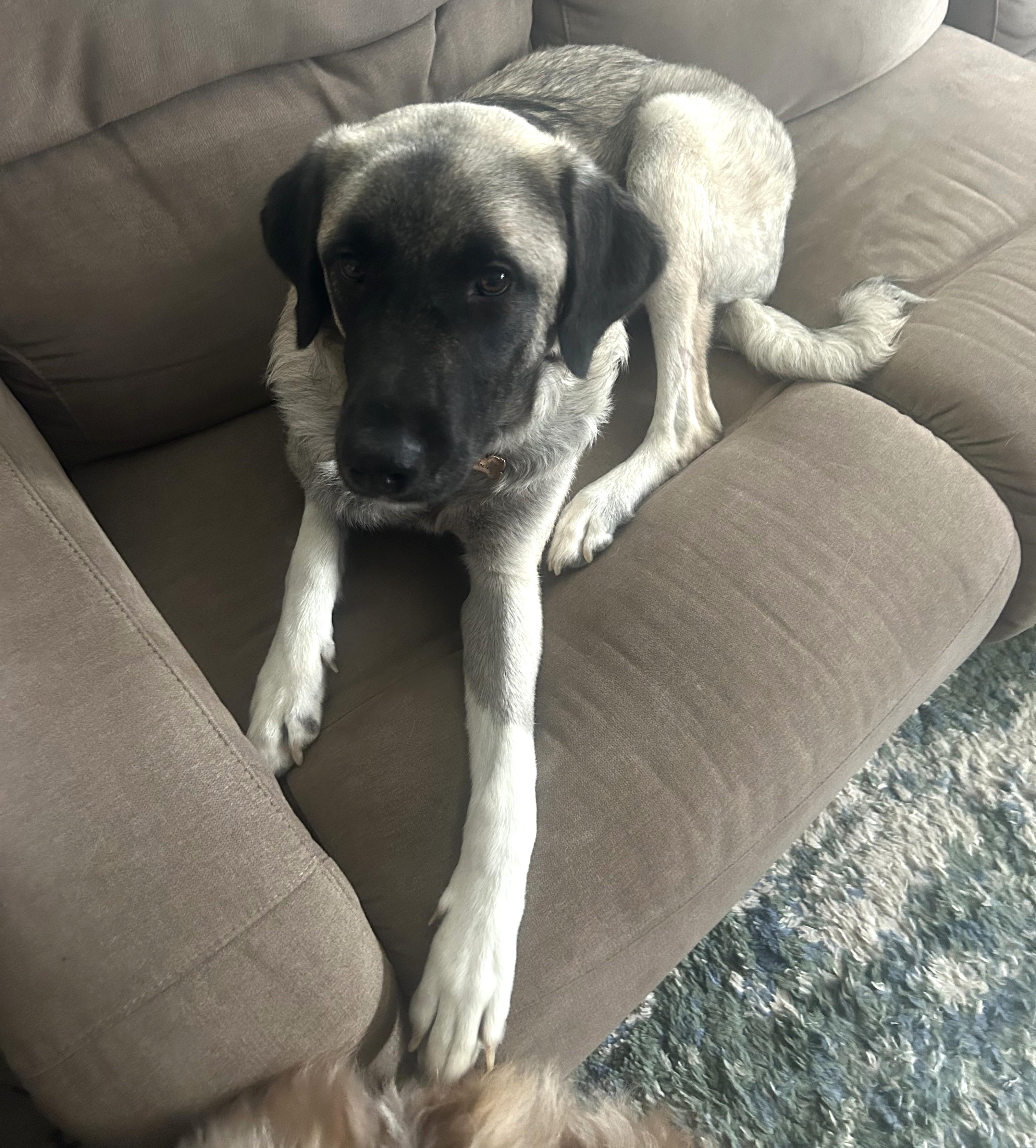 Enlarge Gracie the Anatolian, a Adoptable Anatolian Shepherd in Aberdeen, WA image 2/3