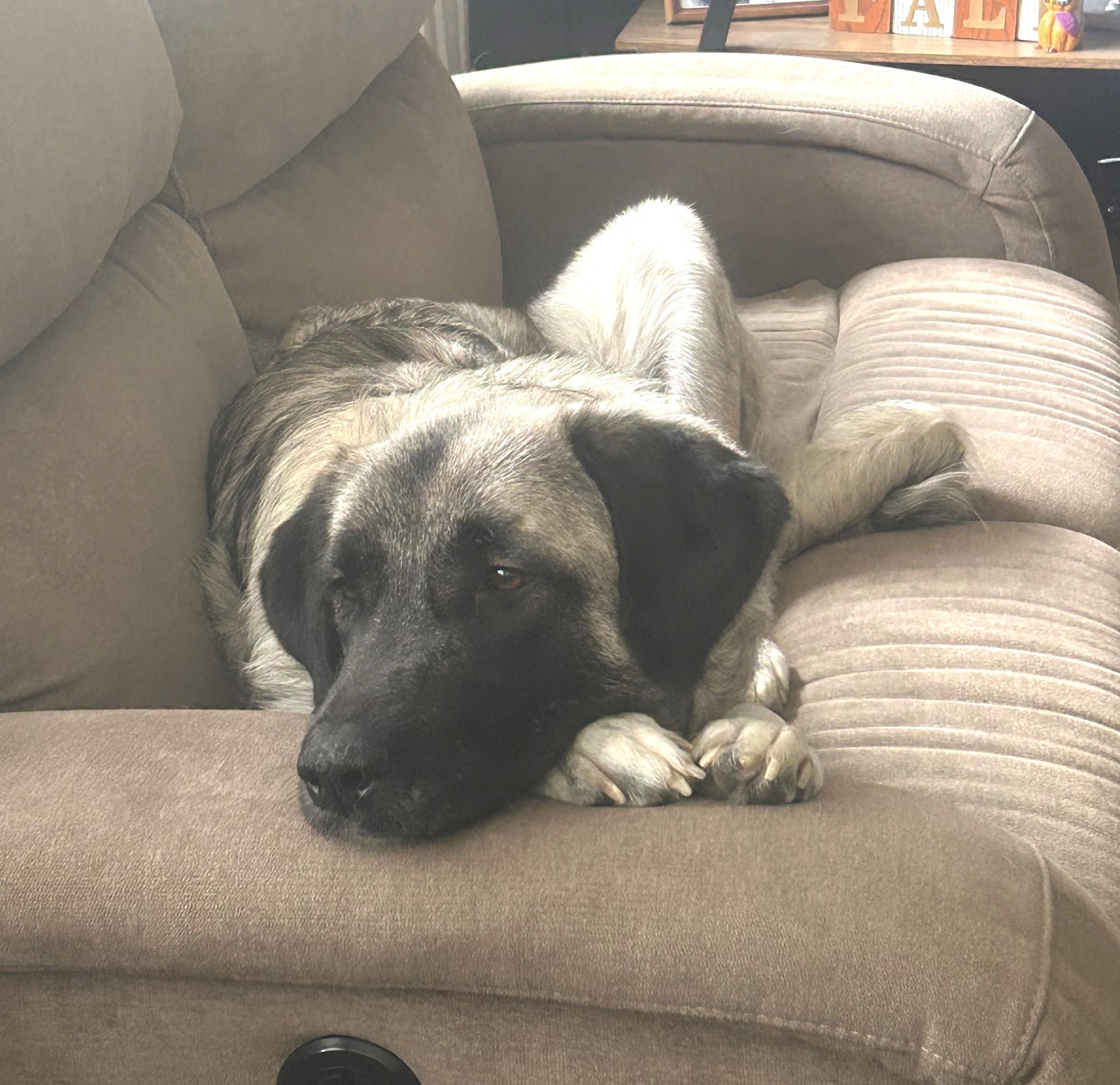 Enlarge Gracie the Anatolian, a Adoptable Anatolian Shepherd in Aberdeen, WA image 3/3
