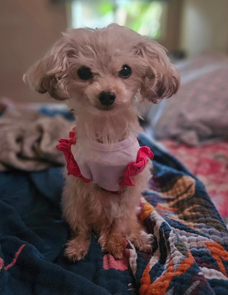 Enlarge Cookie(Crumb), a Adoptable Poodle in El Cajon, CA image 1/6