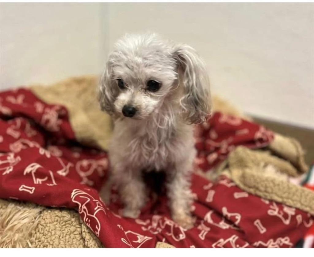 Enlarge Cookie(Crumb), a Adoptable Poodle in El Cajon, CA image 2/6