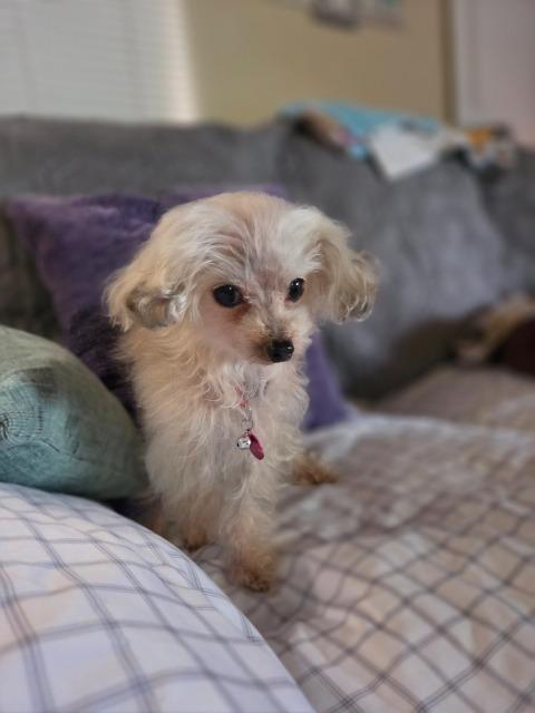 Enlarge Cookie(Crumb), a Adoptable Poodle in El Cajon, CA image 3/6